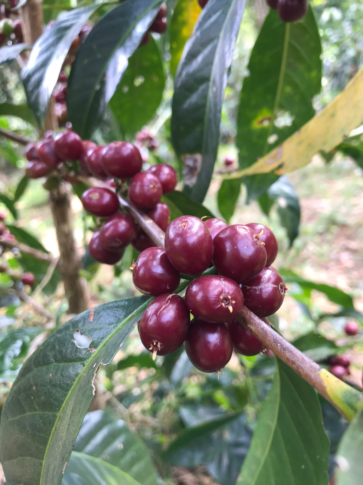 Close-up of ripe coffee cherries on a branch with green leaves.