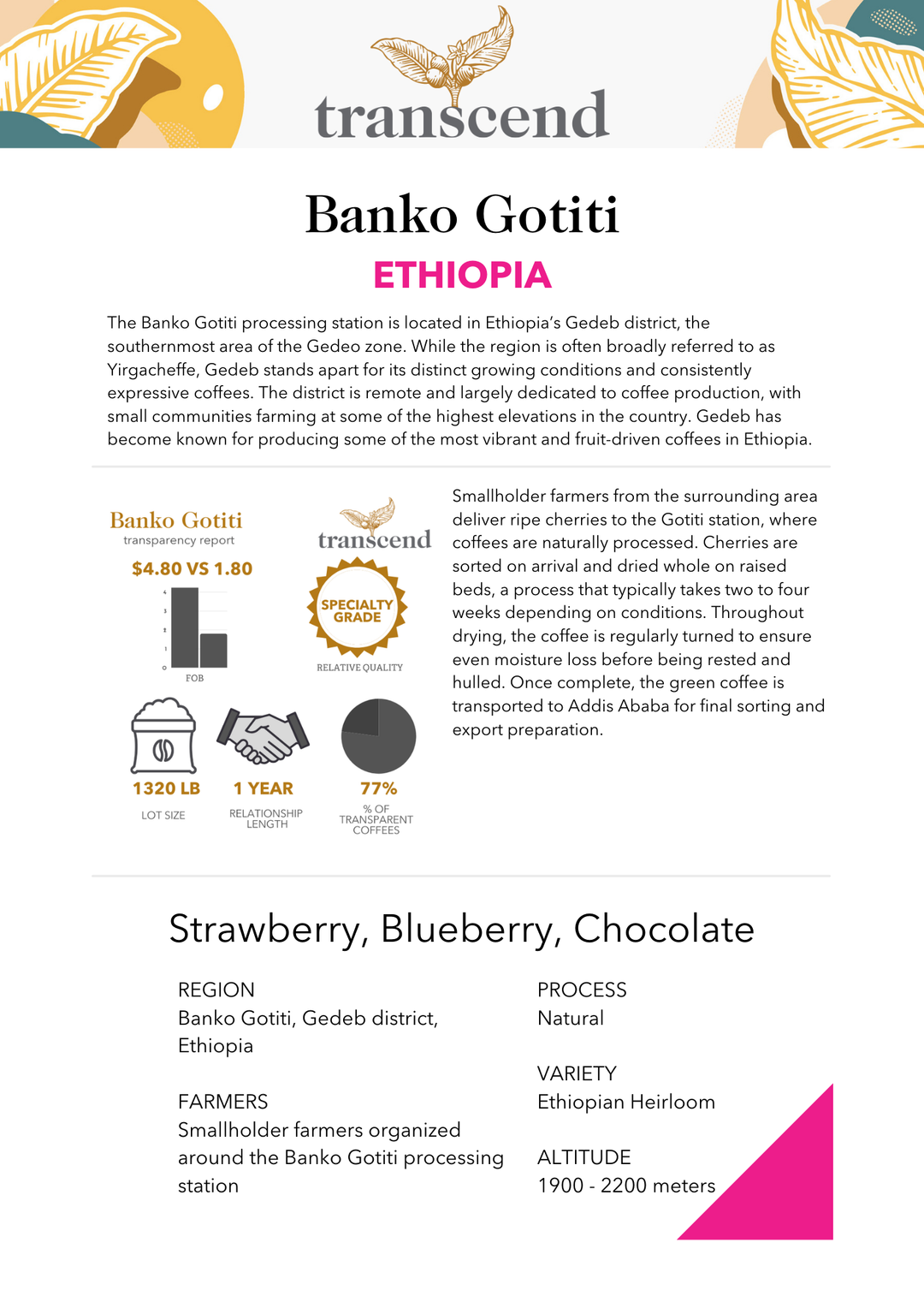 Transcend coffee info sheet for Banko Gottiti Ethiopia with product details.